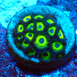 TC Zoanthus Mean Green