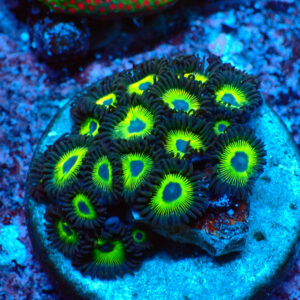 TC Zoanthus Mean Green