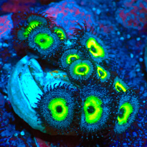 TC Zoanthus/Palythoa Mindblowing