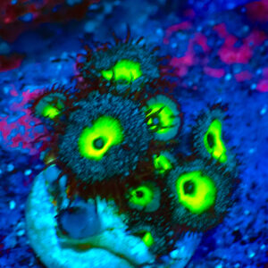 TZ Zoanthus/Palythoa Mindblowing