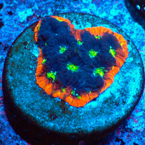 TC Favites War Paint