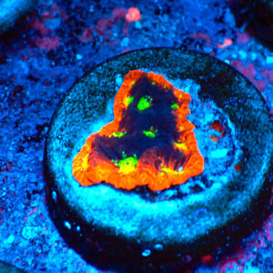 TC Favites War Paint