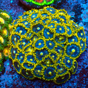 TC Zoanthus Blue Daisy Colonia