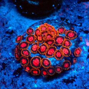 TC Zoanthus KH Sunburst colonia