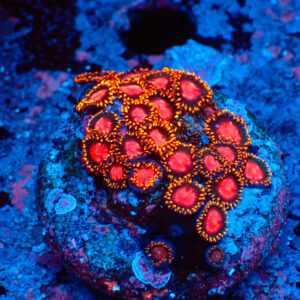 TC Zianthus KH Sunburst Mini Colonia