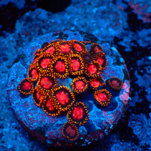 TC Zoanthus KH Sunburst mini colonia