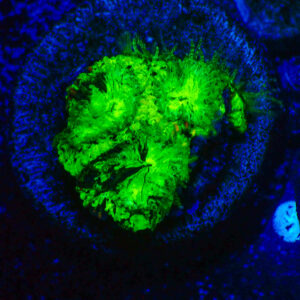 TC Favia Toxic Spill