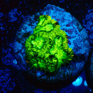 TC Favia Toxic Spill