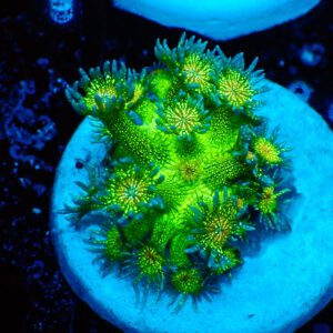 TC Goniopora Glitter Bomb