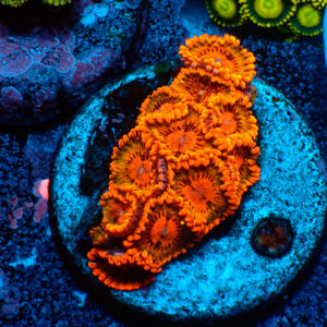 TC Zoanthus Speckled Krakatoa