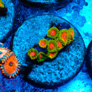 TC Zoanthus Awesome Blossom