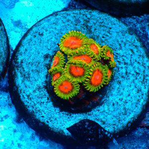 TC Zoanthus Awesome Blossom