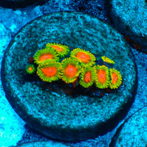 TC Zoanthus Awesome Blossom