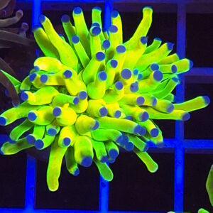 TC Euphyllia glabrecens Holy Grail 24K
