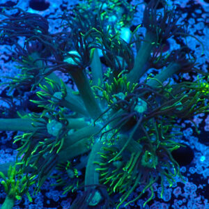 TC Goniopora The Monster