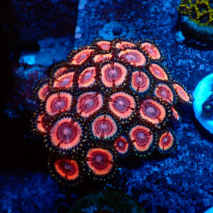TC Zoanthus Lady Vamp colonia