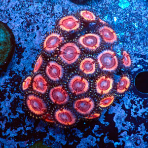 TC Zoanthus Lady Vamp colonia