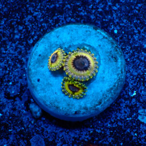 TC Zoanthus Queen Stratocaster