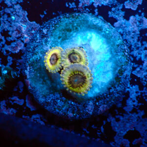 TC Zoanthus Queen Stratocaster