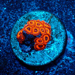 TC Zoanthus Kedd´s Reds