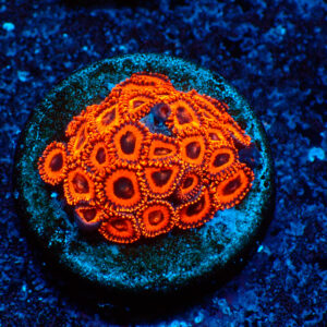 TC Zoanthus Kedd´s Reds