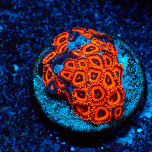 TC Zoanthus Kedd´s Reds