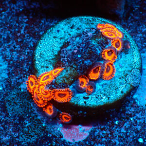 TC Zoanthus Kedd´s Reds