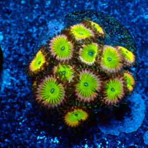 TC Zoanthus Candy Apple Pink