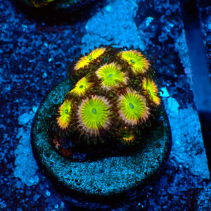 TC Zoanthus Candy Apple Pink