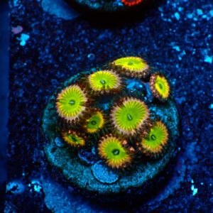 TC Zoanthus Candy Apple Pink