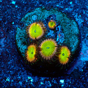 TC Zoanthus Candy Apple Pink