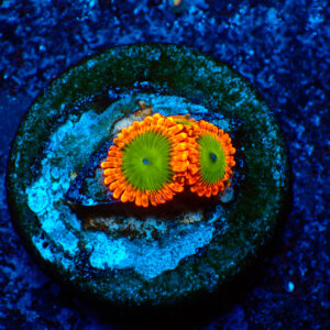 TC Zoanthus Electric Oompa Loompa