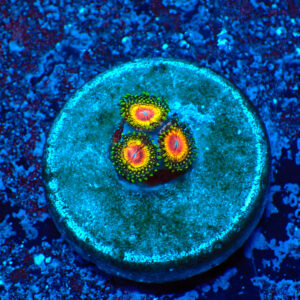 TC Zoanthus Rainbow Eclipse