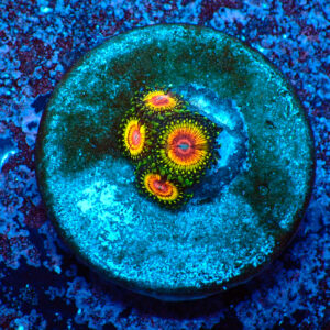 TC Zoanthus Rainbow Eclipse