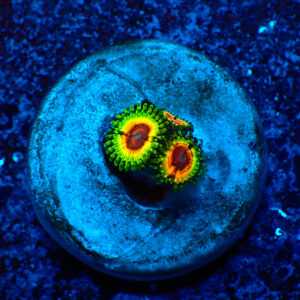 TC Zoanthus Little Shop of Horrors