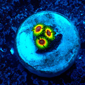 TC Zoanthus Little Shop of Horrors