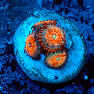 TC Zoanthus Seductions