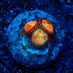 TC Zoanthus Seductions