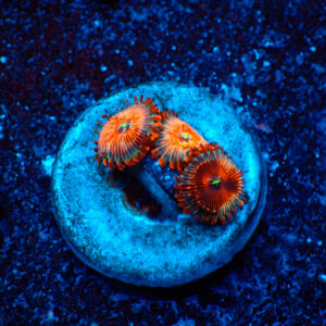 TC Zoanthus Seductions