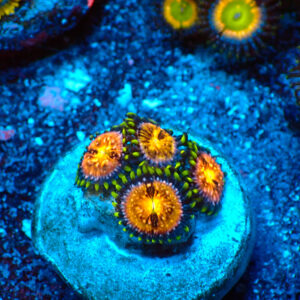 TC Zoanthus Nirvana