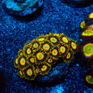 TC Zoanthus Scrambled Eggs colonia