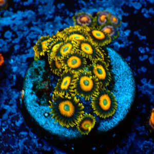 TC Zoanthus Scrambled Eggs