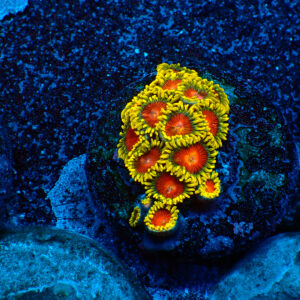 TC Zoanthus Spitfire