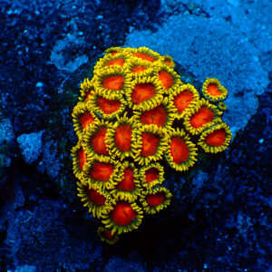 TC Zoanthus Spitfire colonia