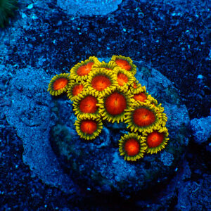 TC Zoanthus Spitfire