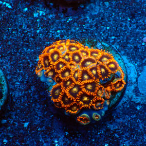 TC Zoanthus Rainbow Hornets colonia