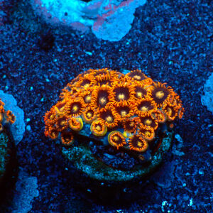 TC Zoanthus Rainbow Hornets colonia