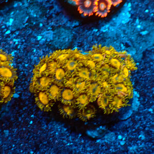 TC Zoanthus King Midas colonia