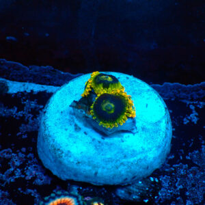 TC Zoanthus Ktar Yoda