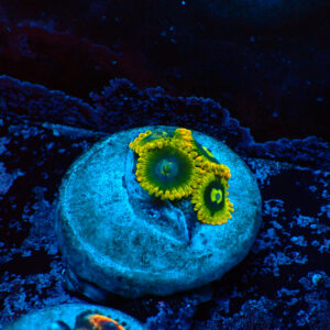 TC Zoanthus Ktar Yoda